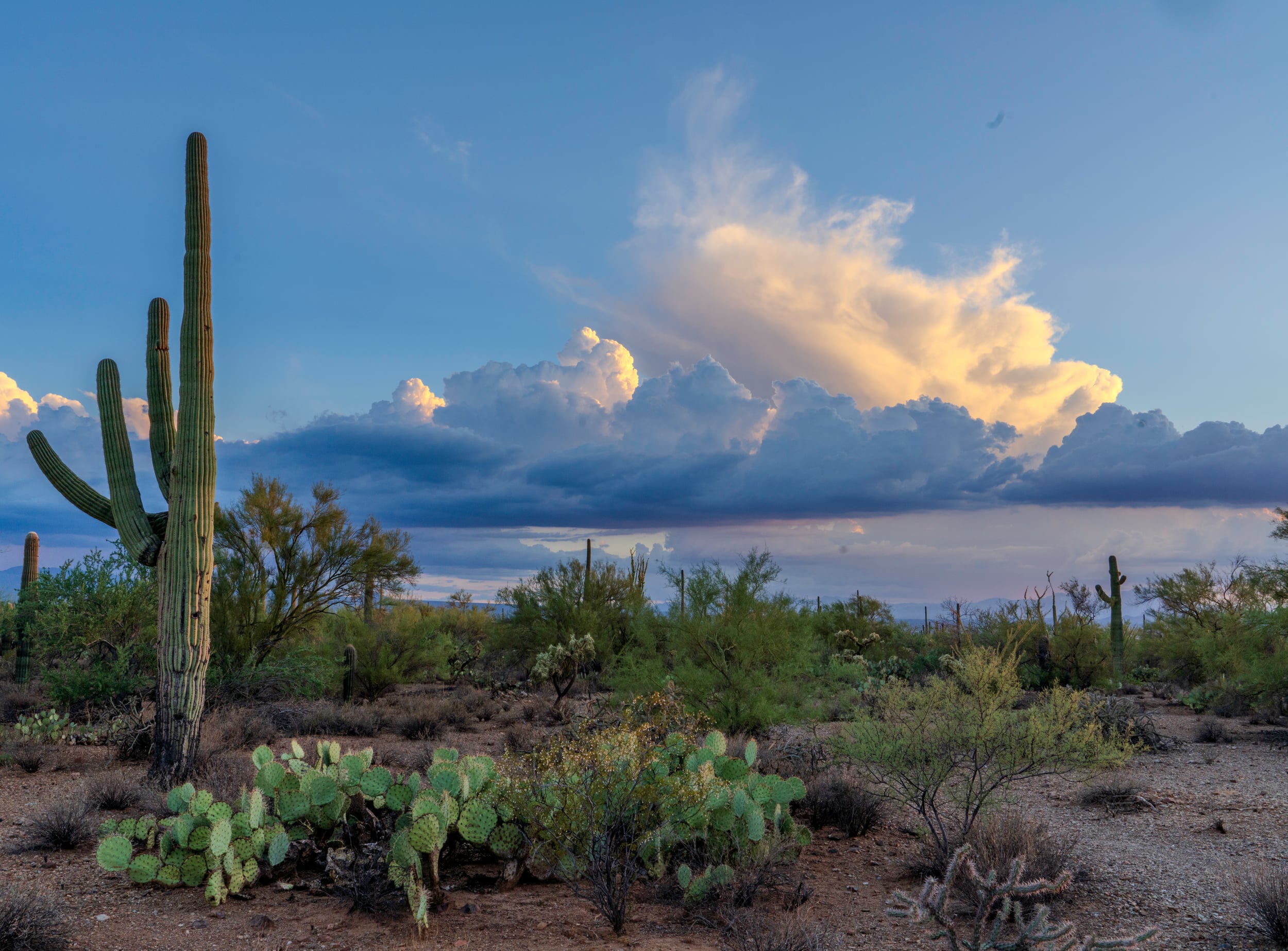 Saguaro Evening Storm