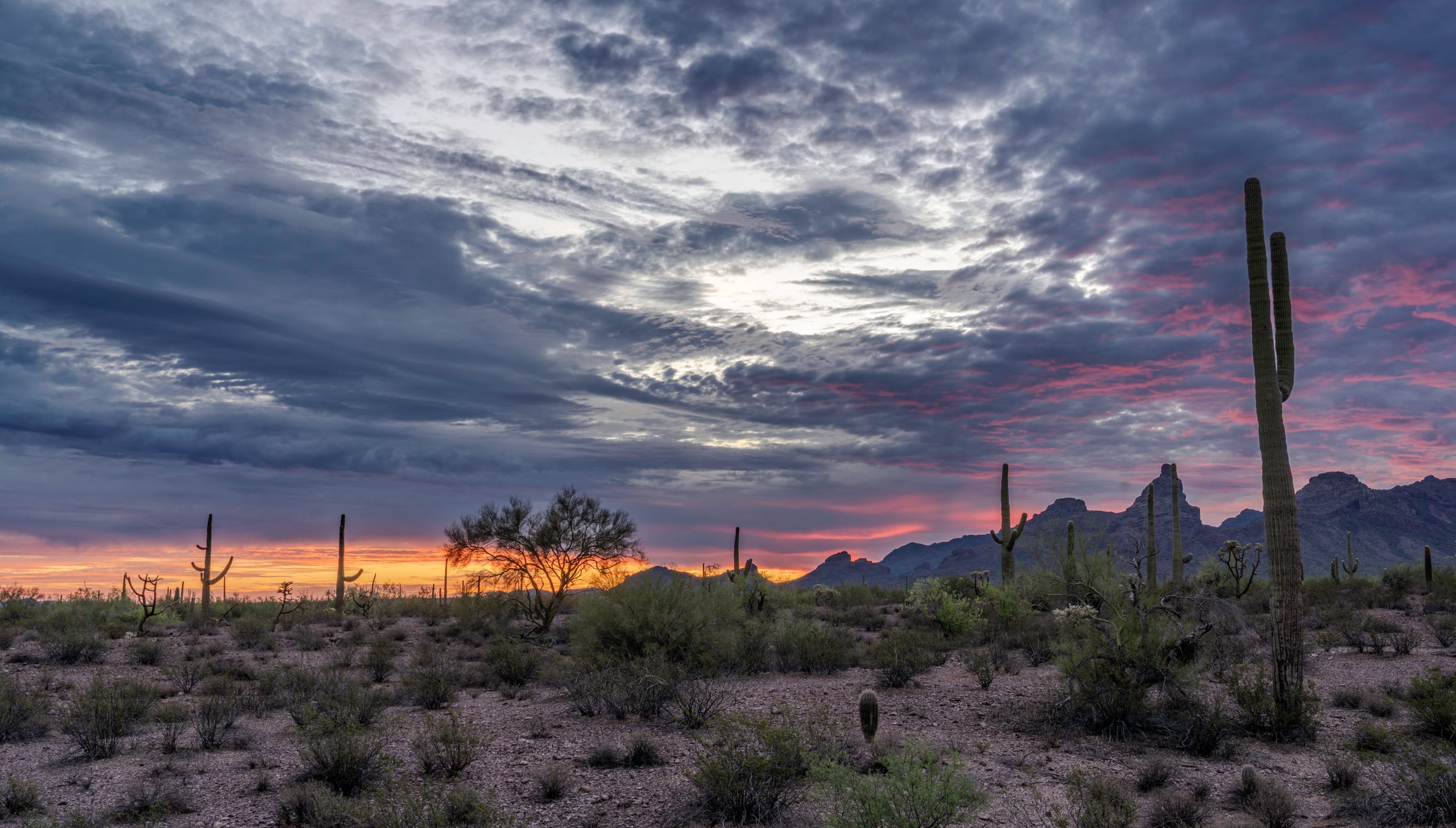 Organ Pipe Cactus Morning