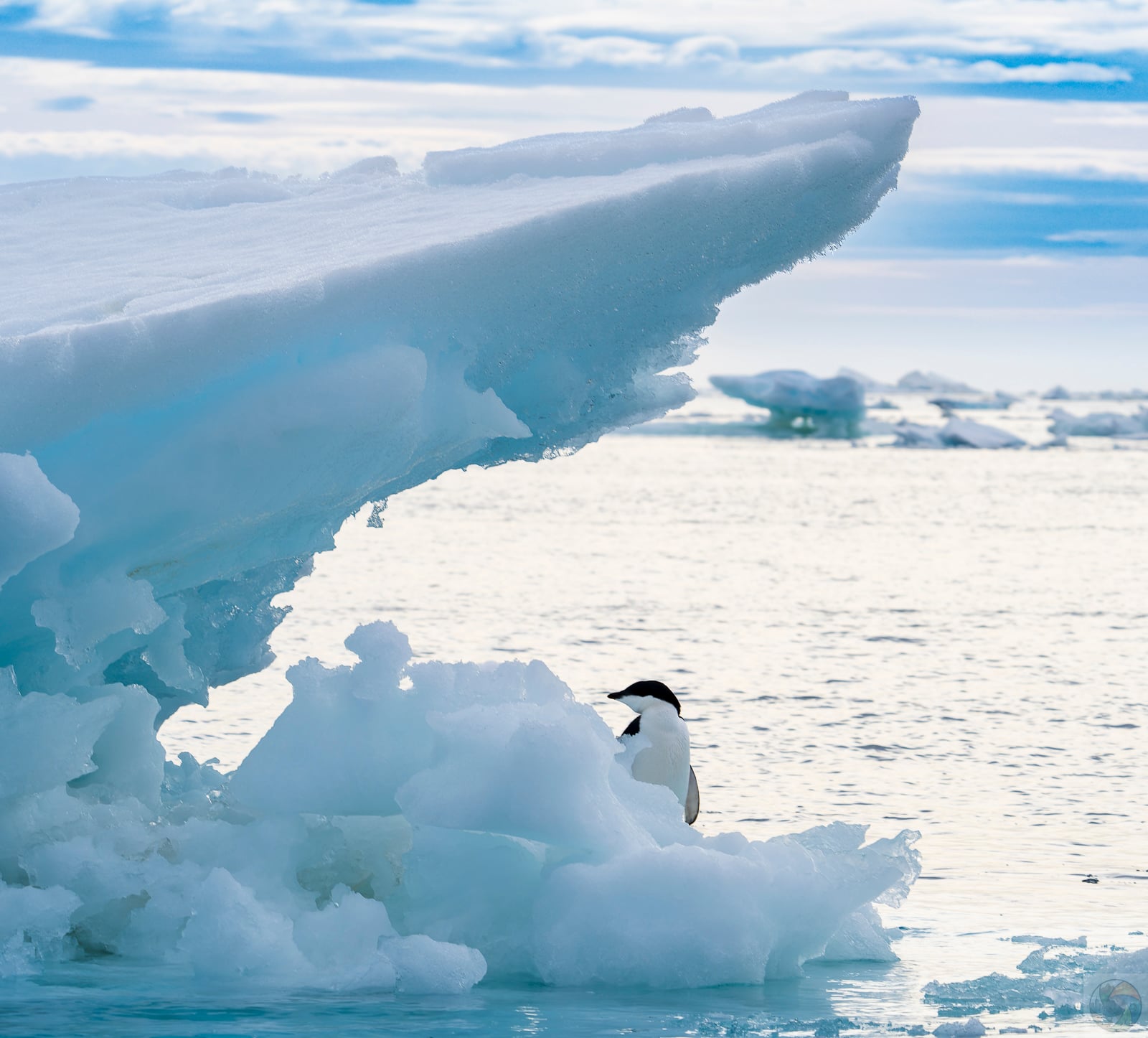 Antarctic Cover