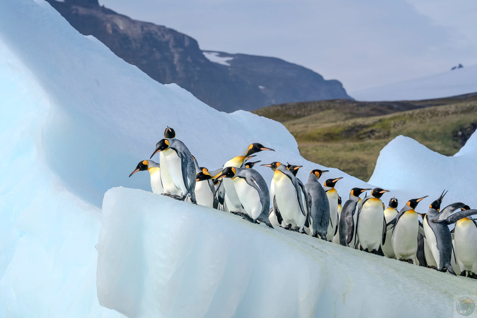 Never on Ice
