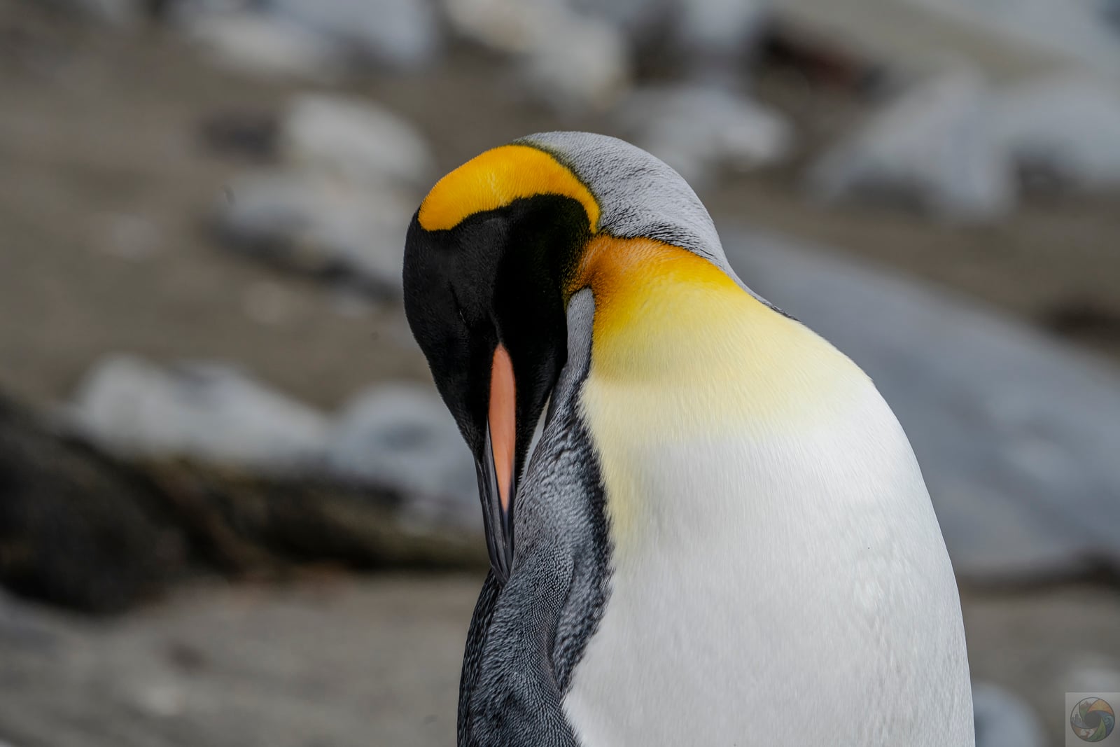 King Preening