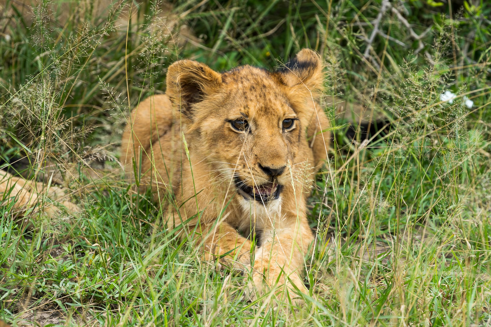 Cub says Cheese