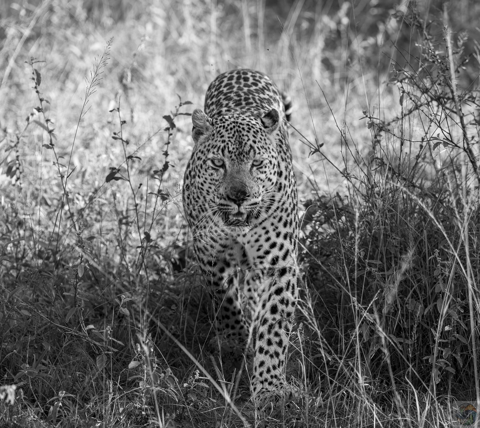 The Prowl