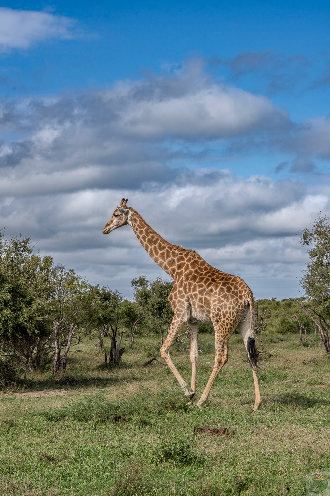 Standing Tall