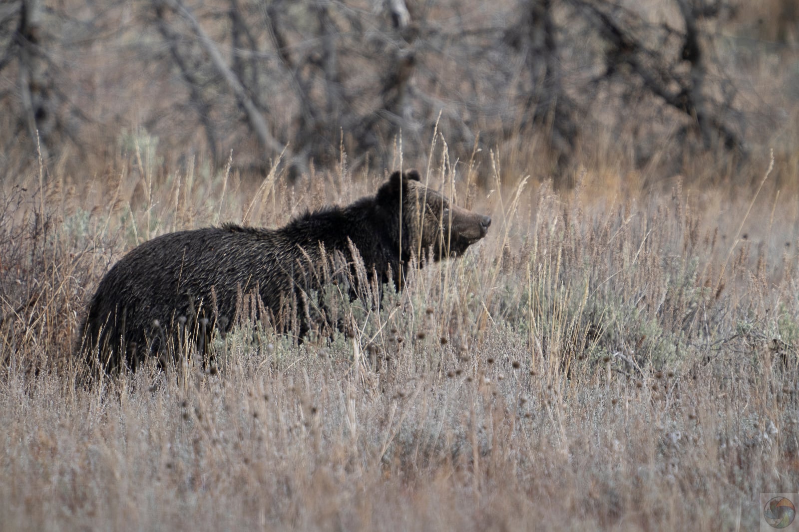 Grizzly Curiousity