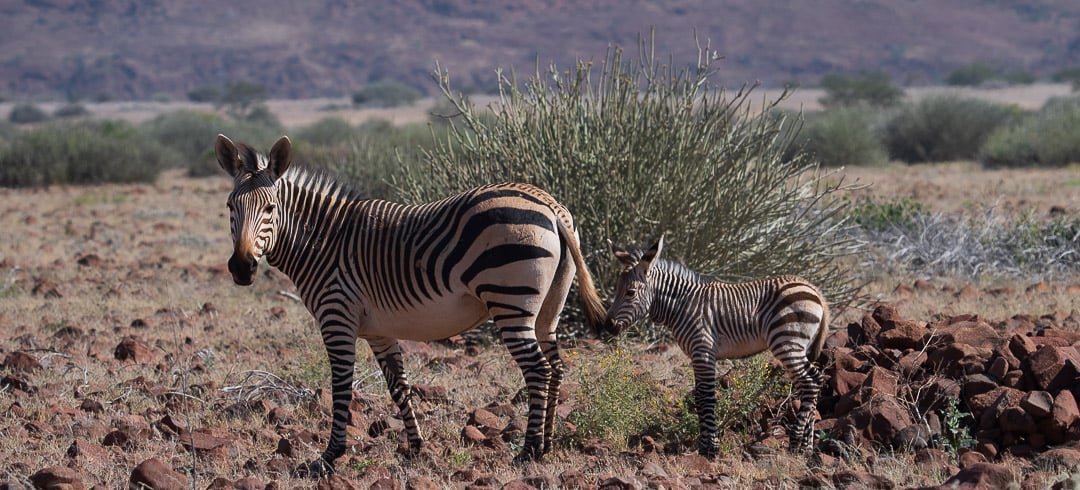 Zebra and Calf